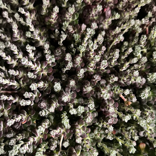 Purple Stonecrop | Mini Florette | Easy Care Houseplants