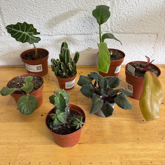 Rescue Me! Box E | Perfect Plants for Under £50