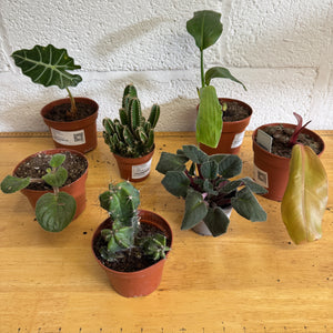 Rescue Me! Box E - Indoor Plant