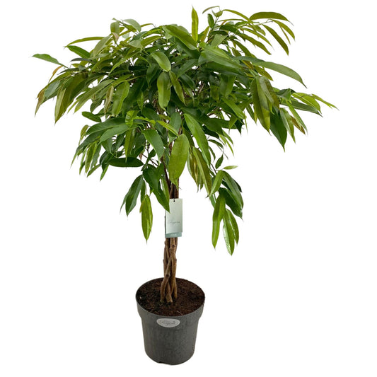 Twisted Narrow Leaf Fig | Amstel | Potted Houseplants