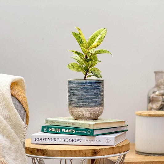 Speckled Fig | Shivereana | Houseplants & Indoor Plants On Sale