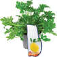 Lemon Geranium