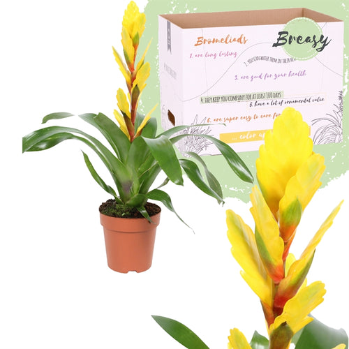 Vriesea Flaming Sword | Vision