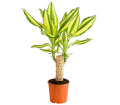dracaena fragrans yellow Palm