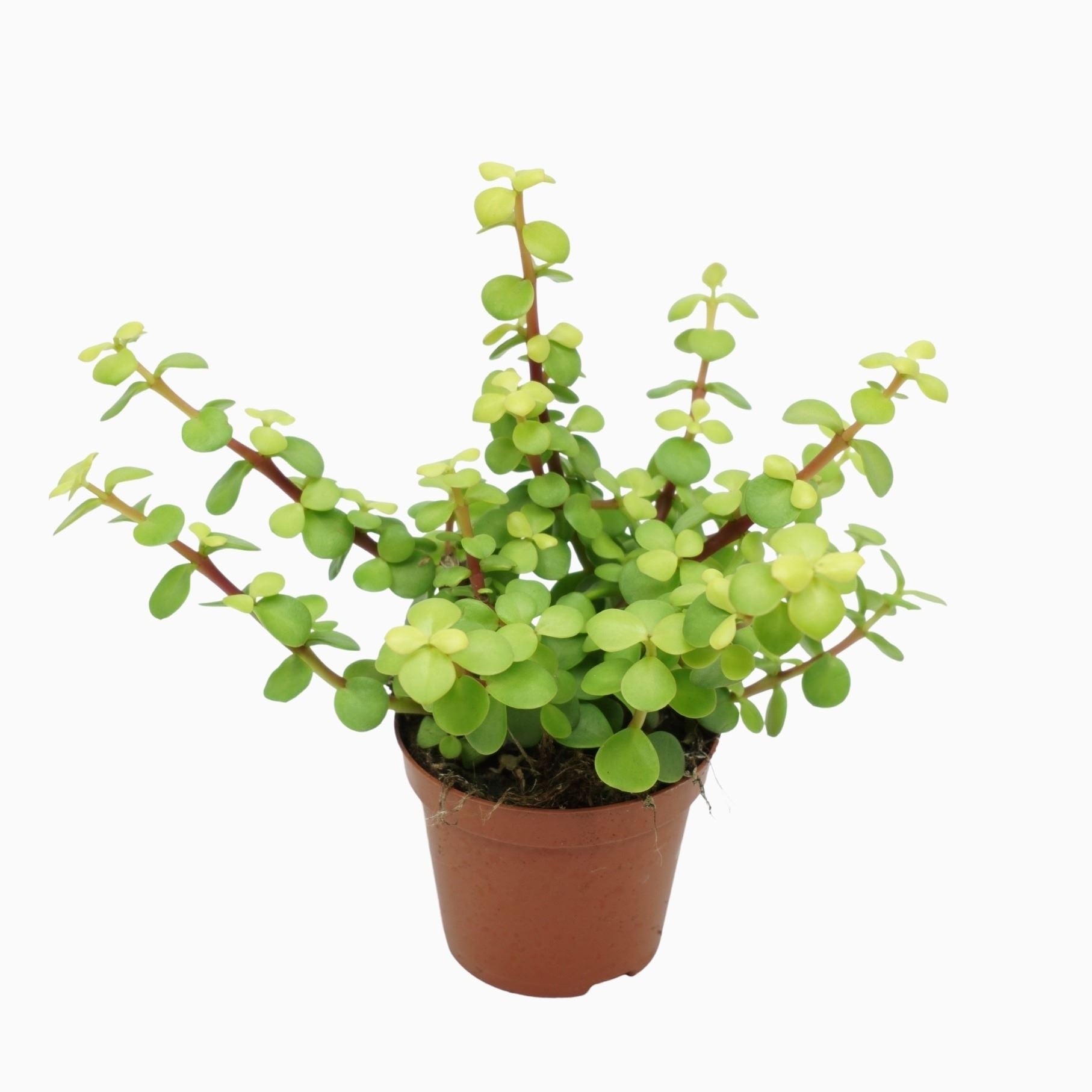 rainbow bush jade plant Rainbow Bush