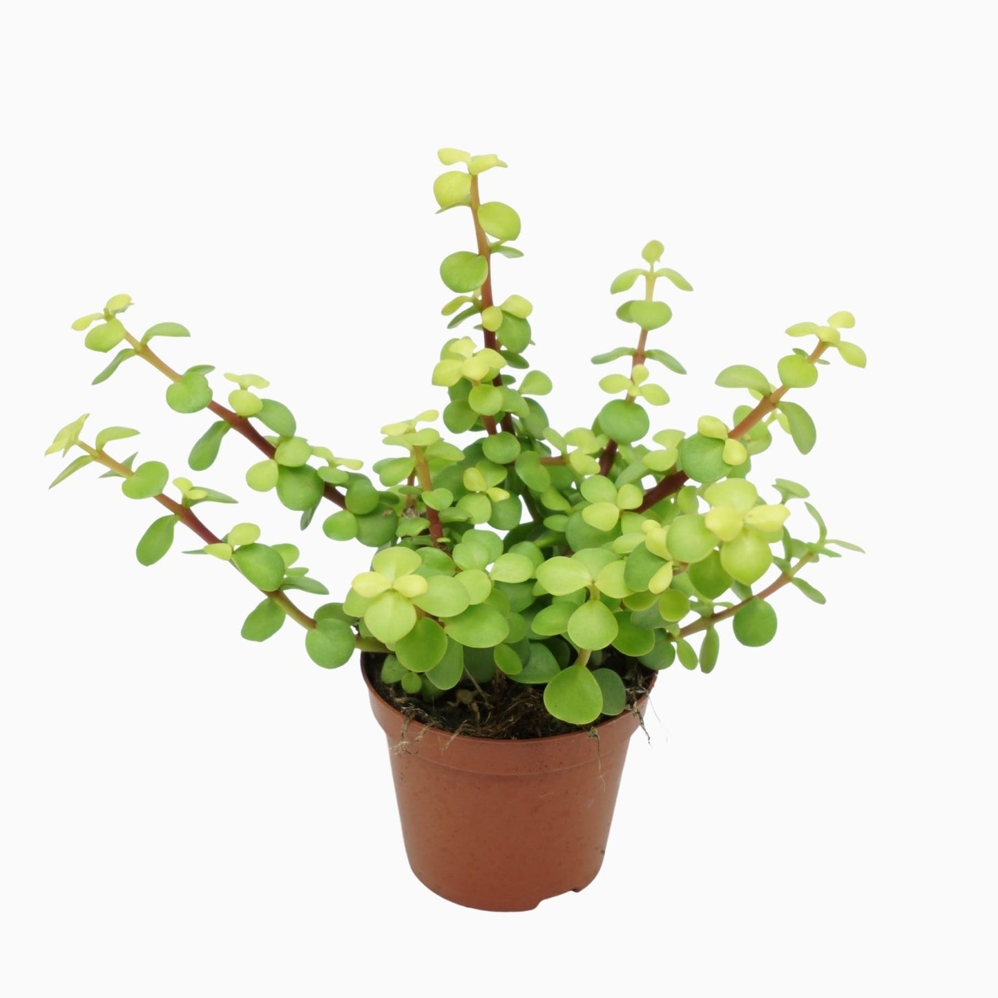 Rainbow Bush | Green