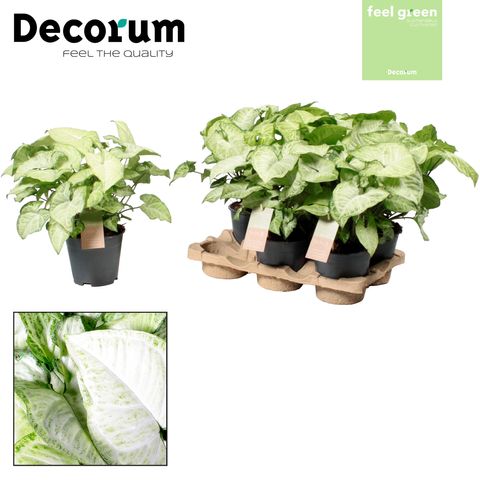 Arrowhead Vine | White Butterfly | Potted Houseplants
