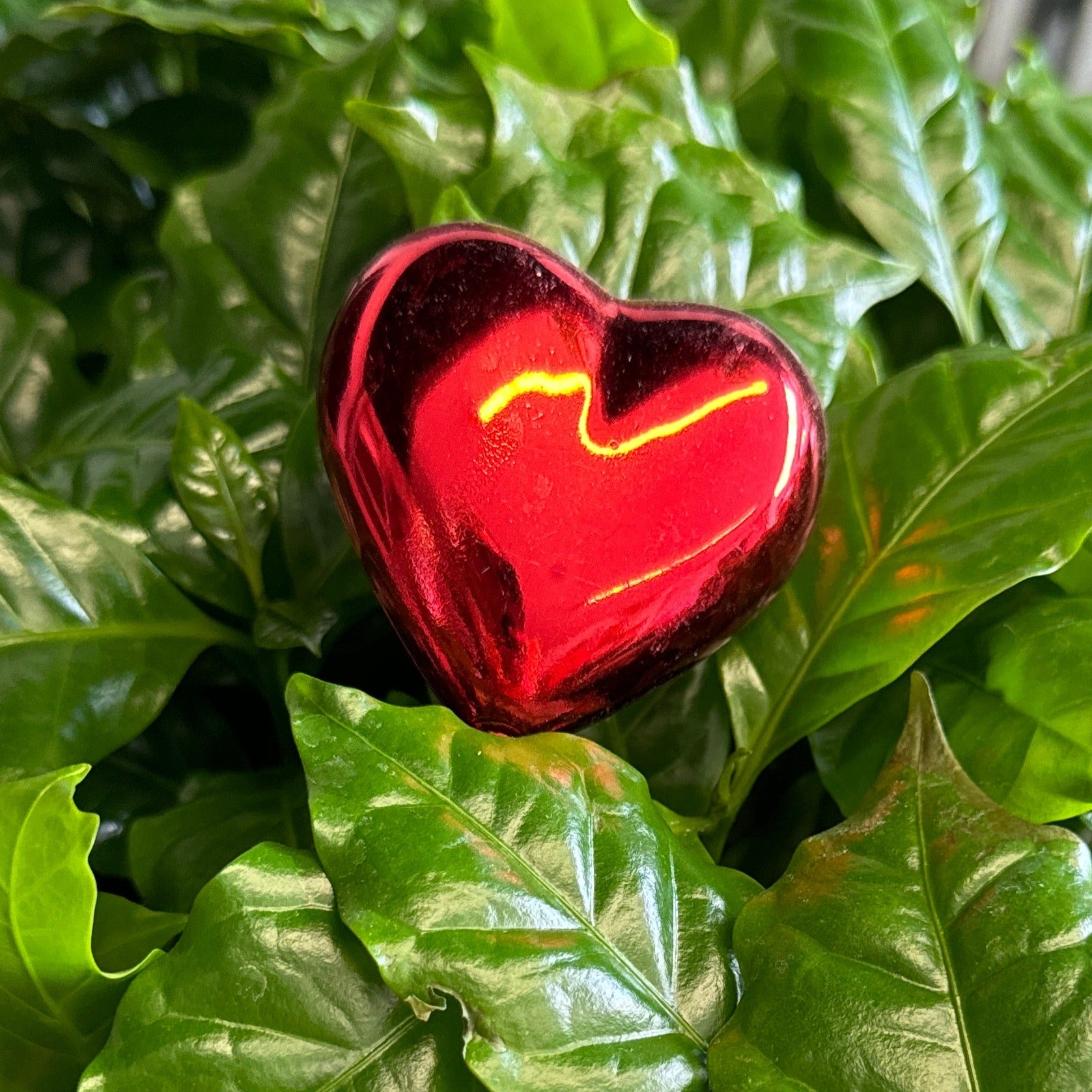 red heart plant pot Shiny Red Heart