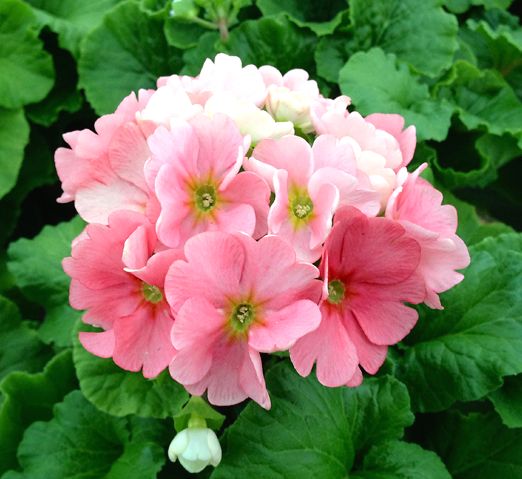 Primula | Touch-me Pastel Coral