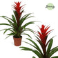 Bromeliad | Guzmania | Red