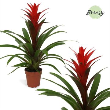 Bromeliad | Guzmania | Red | Easy Care Houseplants