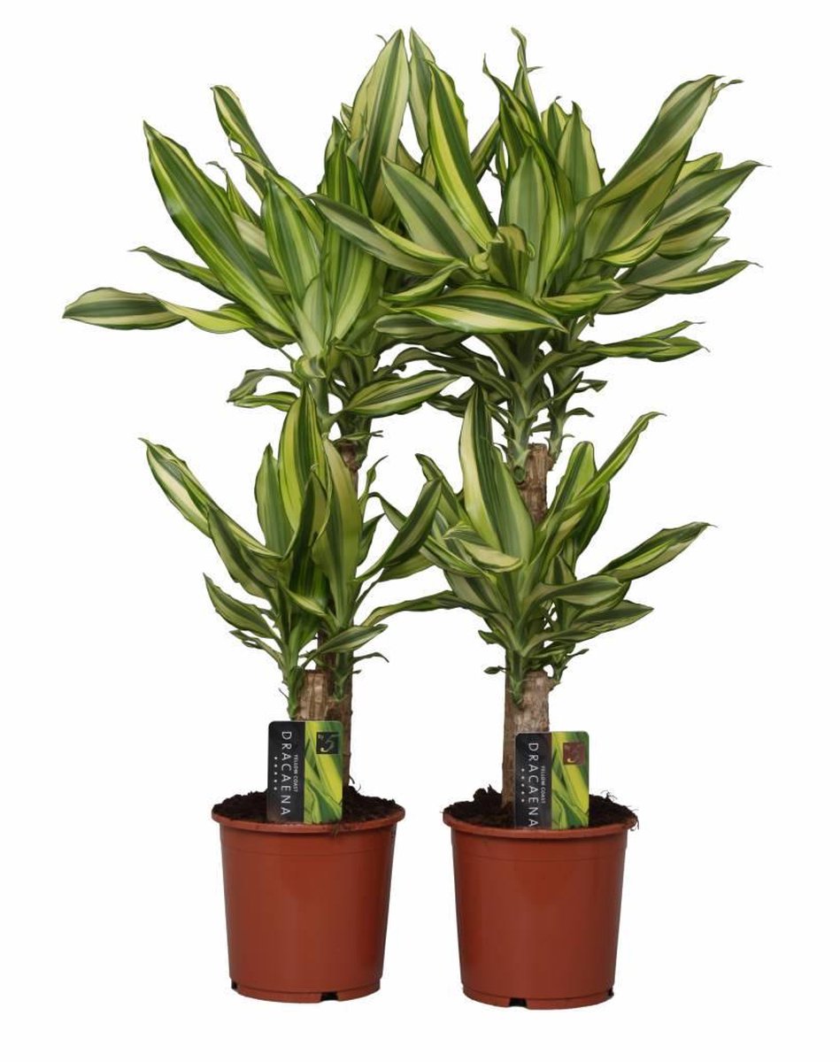 dracaena golden coast care Palm