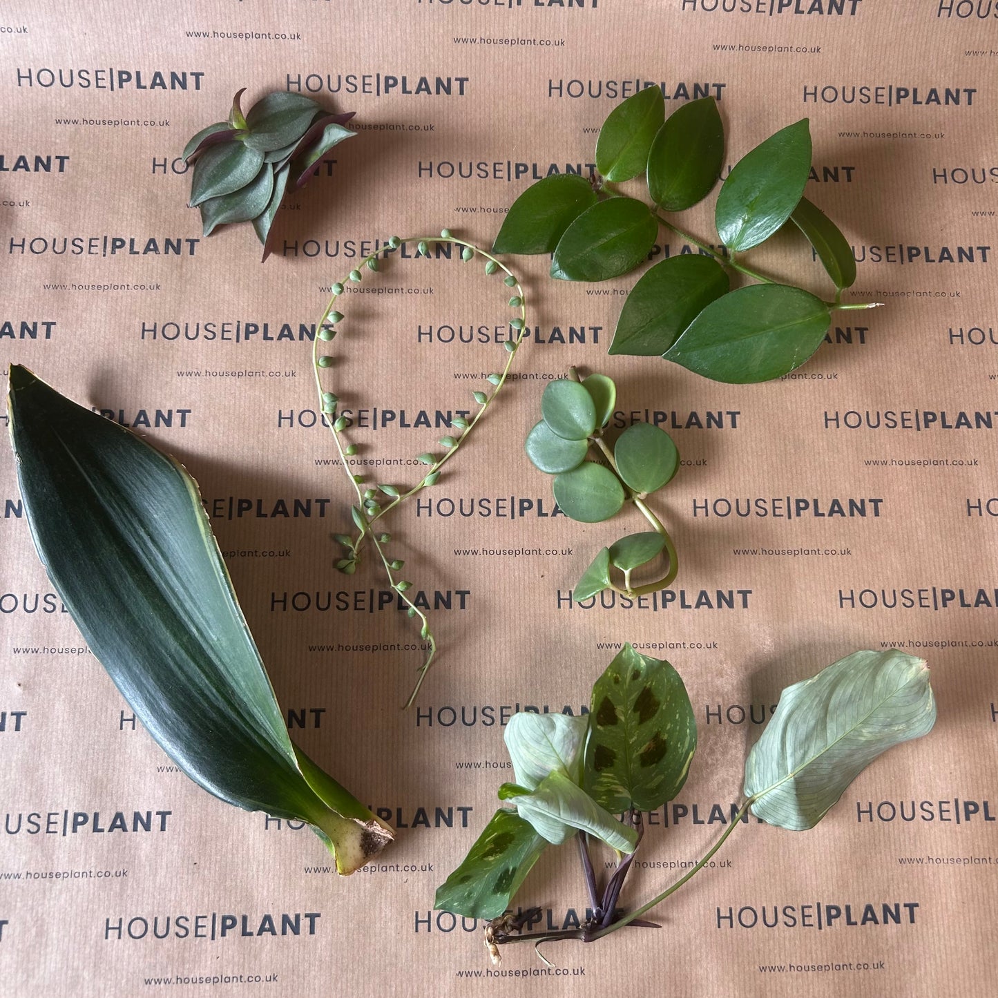 Chop and Prop Large Set 23 | Unrooted Cuttings