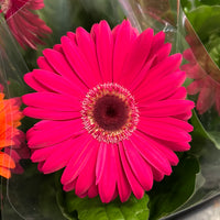 Gerbera | Various Colours