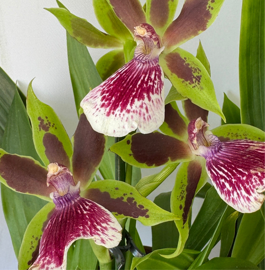 Zygopetalum Orchid | Maroon | 