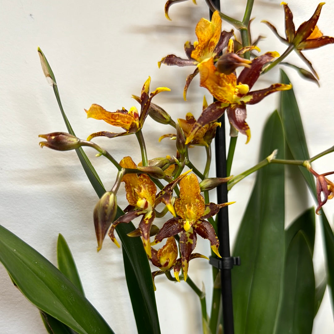 Cambria Orchid | Caitlin