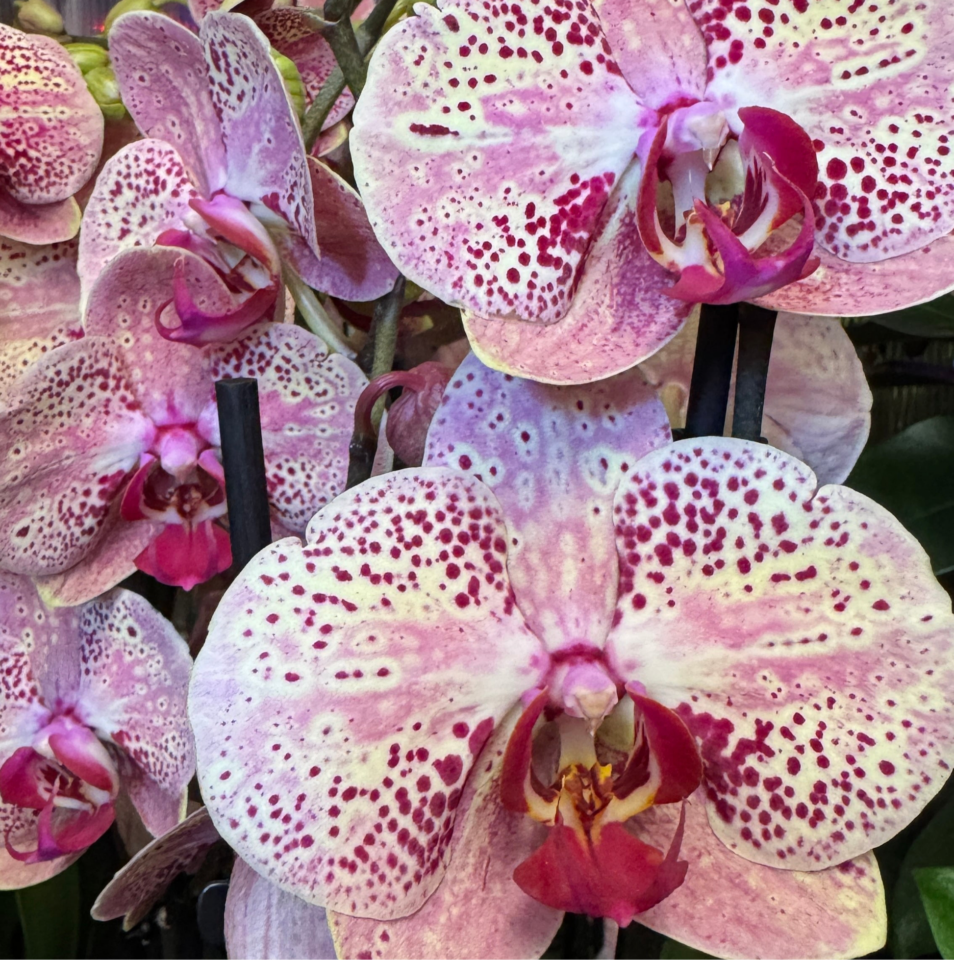 Phalaenopsis Orchid | Jumanji