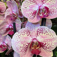 Phalaenopsis Orchid | Jumanji