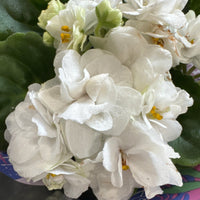 African Violet | Double White