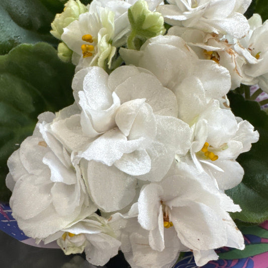 African Violet | Double White | 
