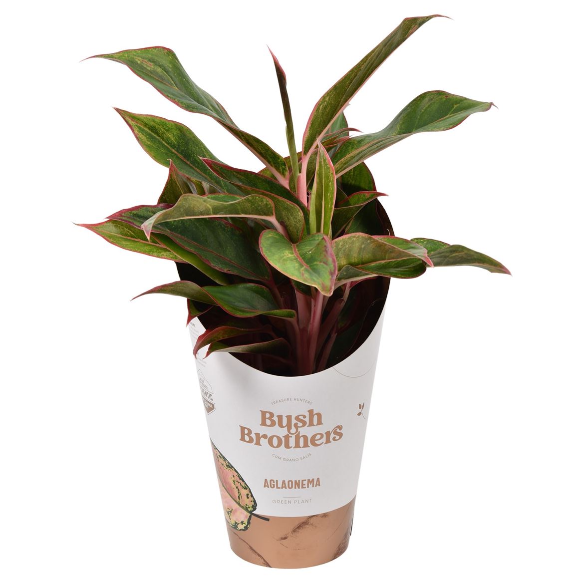 aglaonema commutatum crete Chinese Evergreen | Light Star