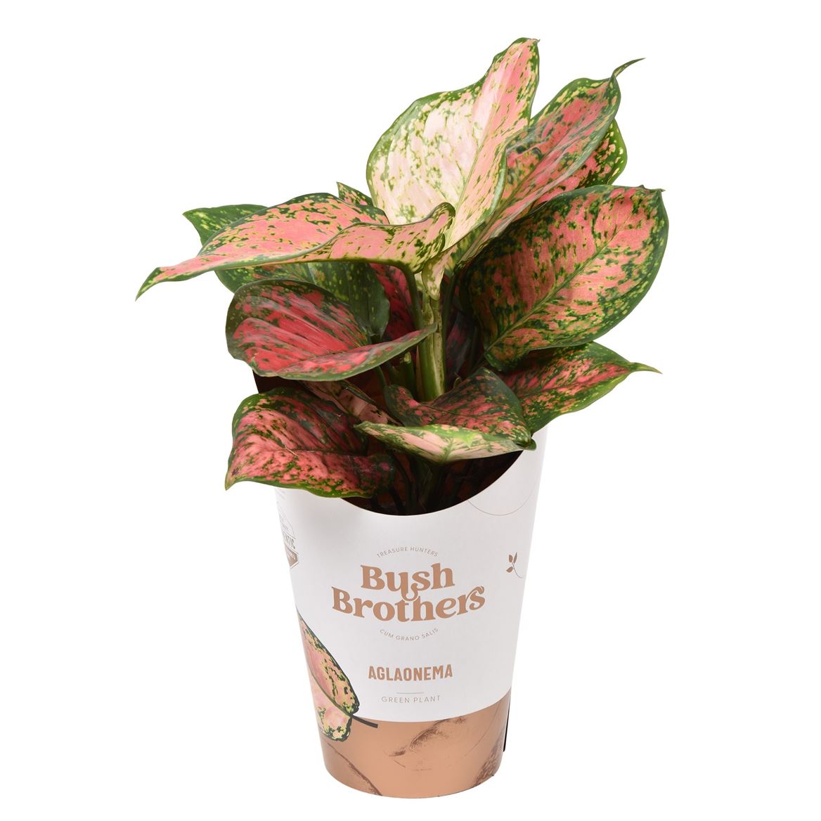 aglaonema commutatum legacy Chinese Evergreen | Spotted Star