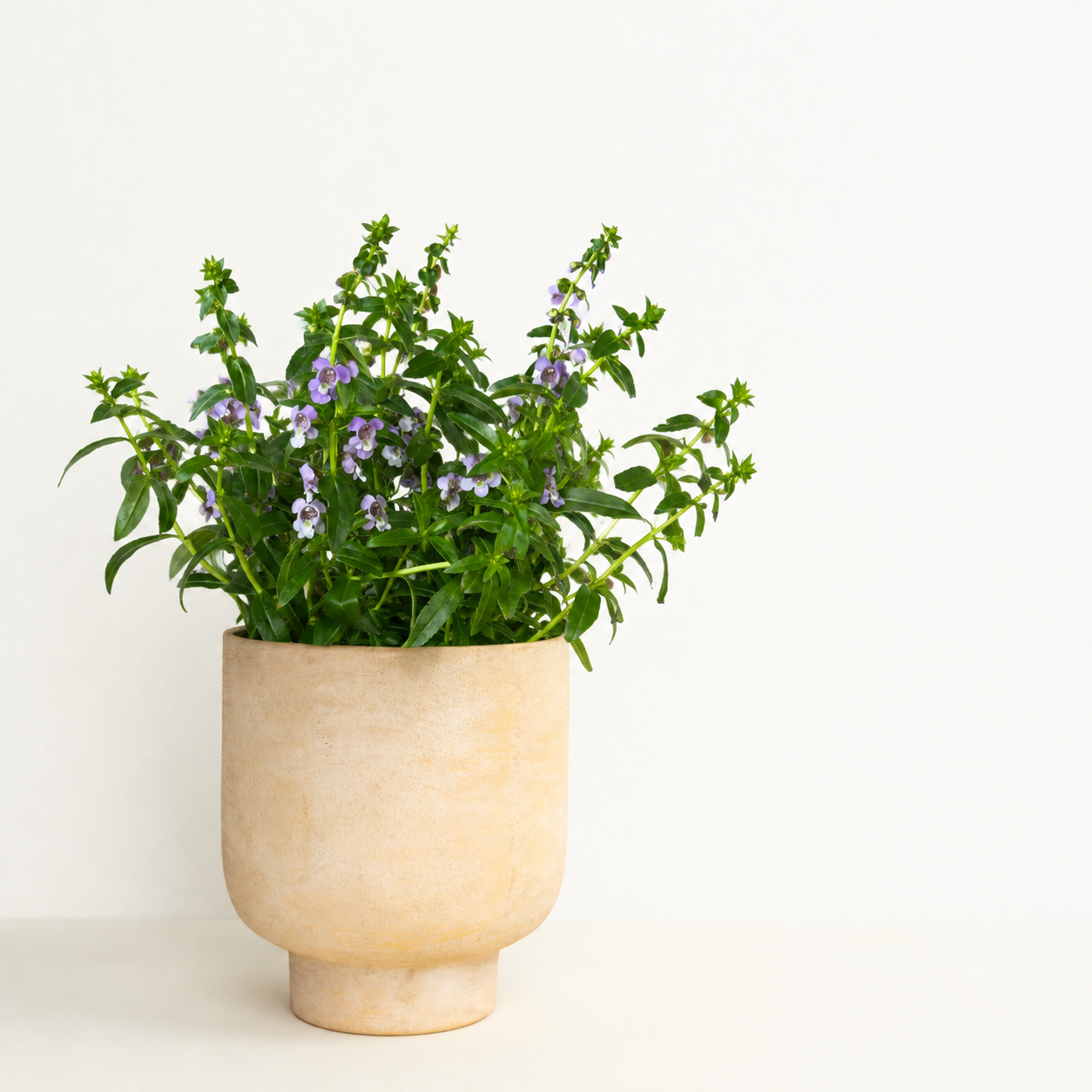 Angel Flowers | Angelonia | Surprise Colour