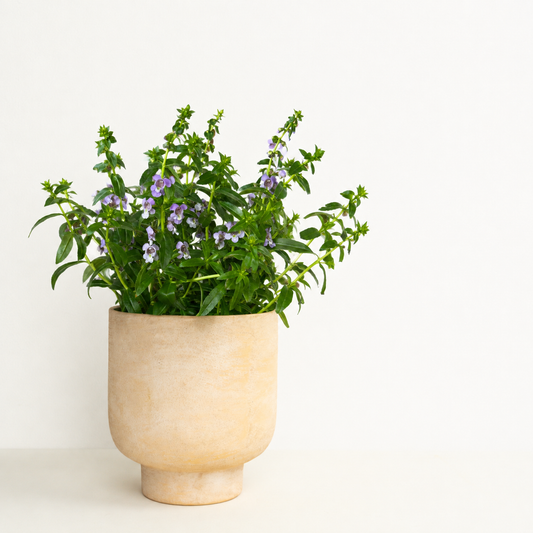 Angel Flowers | Angelonia | Surprise Colour | Outdoor Plants