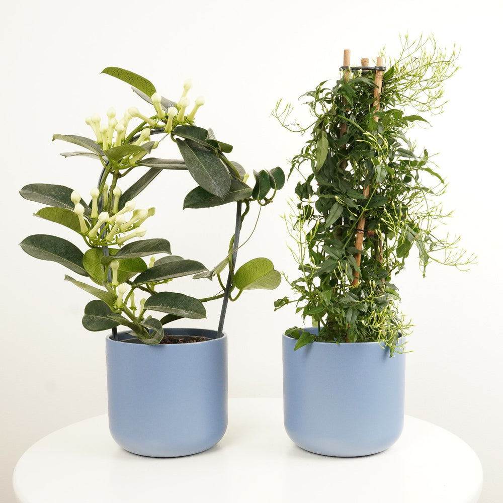 Indoor Simply Scented | Plant Bundle | 2 X PLANTS | 2 X POTS | Indoor Plant Bundle