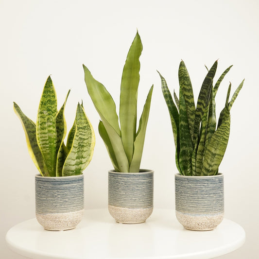 Striking Snake | Plant Bundle | Indoor Plants