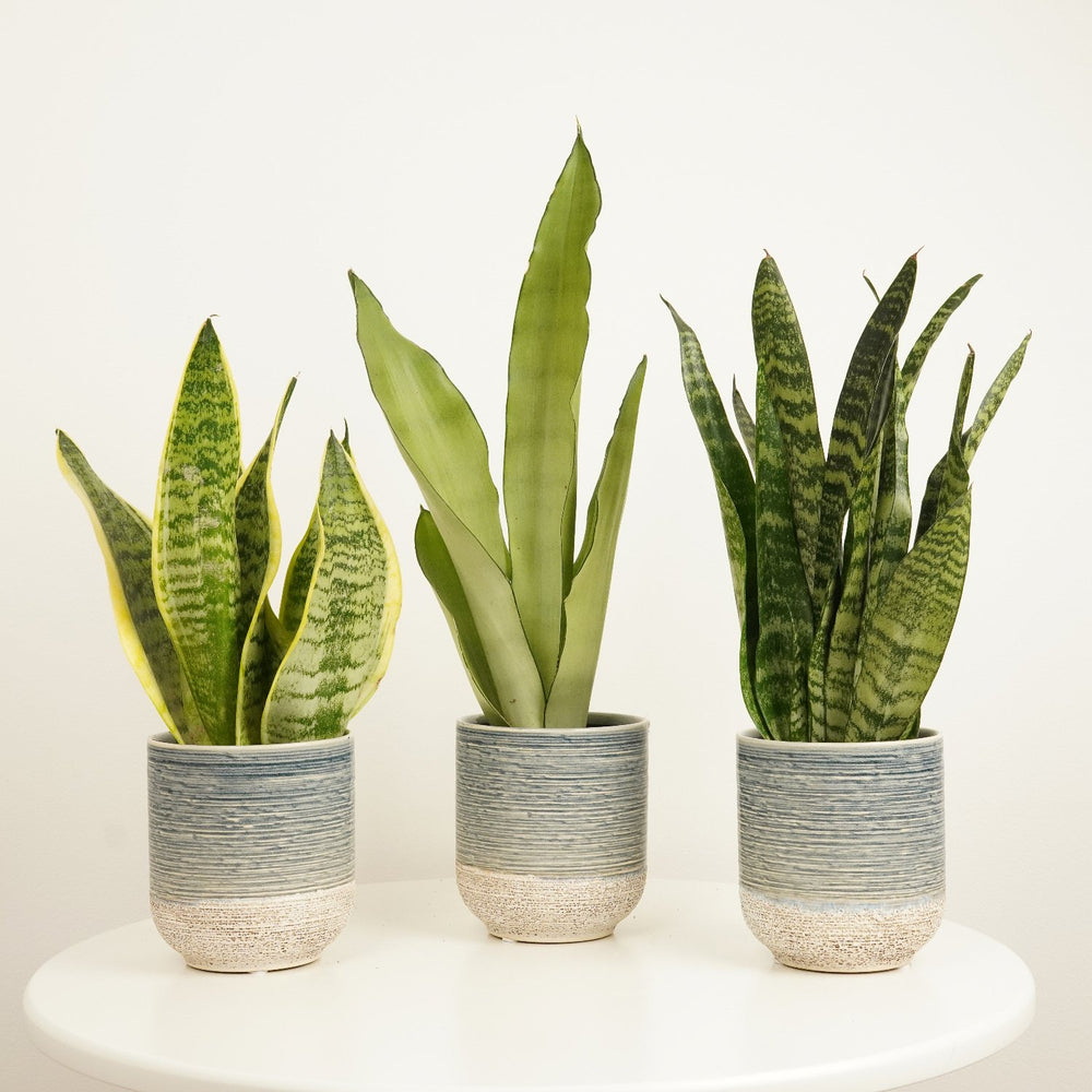 Indoor Striking Snake | Plant Bundle | 3 X PLANTS | 3 X POTS | Indoor Plant Bundle