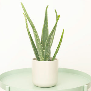 A vibrant, happy Aloe Vera houseplant that is perfect for brightening u-p your spaces, purifying surrounding air and for health & wellbeing! These have lots of different uses, and by caring for yours, it's sure to take good care of you too!