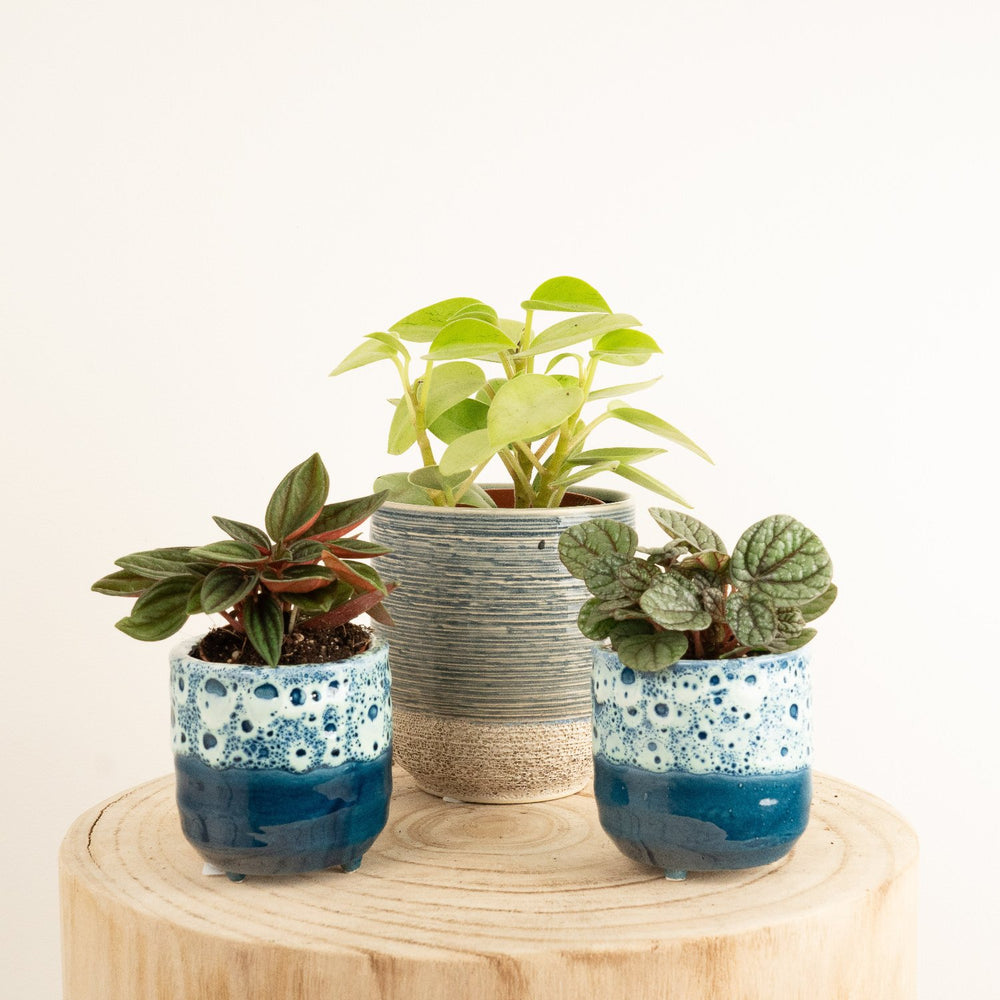 Indoor Peperomia | Plant Bundle | 3 X PLANTS | 3 X POTS | Indoor Plant Bundle