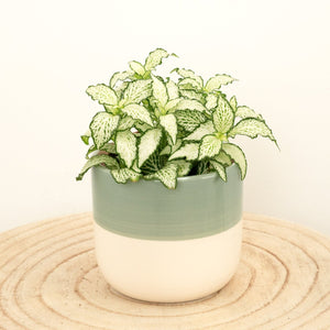 Nerve Plant | Forest Flame White - Indoor Plant