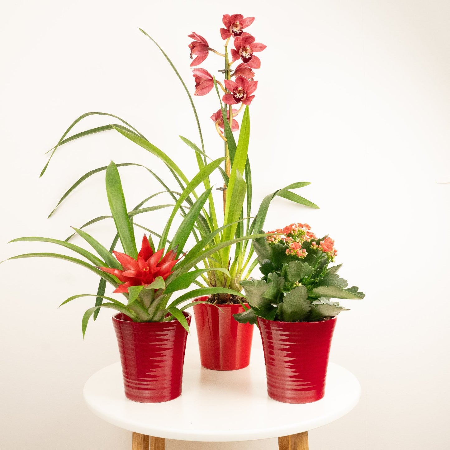 Flowering Ruby  | Plant Bundle