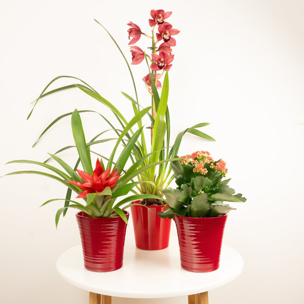 Indoor Flowering Ruby | Plant Bundle | 3 X PLANTS | 3 X POTS | Indoor Plant Bundle