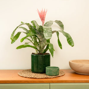 Urn Plant | Primera - Indoor Plant