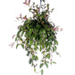 Zebra Lipstick Vine | Rare Plant