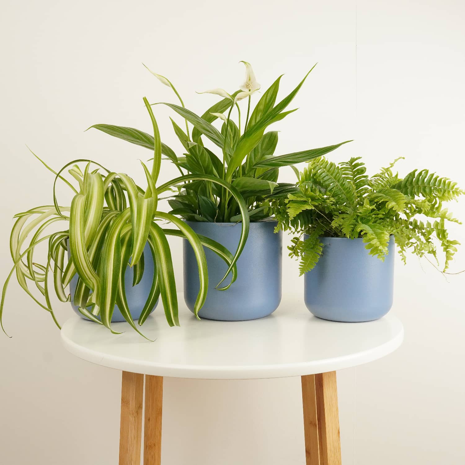 Air Purifying | Plant Bundle