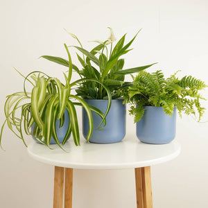 Air Purifying | Plant Bundle - Indoor Plant