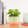 A stunning 'Pilea Cadierei' Aluminium Plant 'Shadow' houseplant placed on a shelf in a cosy decorative pot sold separately. Great for beginners and wonderfully low maintenance, these are ideal for adding a tropical touch at home, in the workplace & beyond!