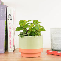 A stunning 'Pilea Cadierei' Aluminium Plant 'Shadow' houseplant placed on a shelf in a cosy decorative pot sold separately. Great for beginners and wonderfully low maintenance, these are ideal for adding a tropical touch at home, in the workplace & beyond!