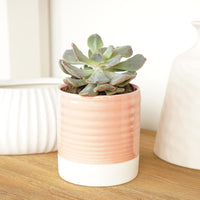 A stunning Echeveria 'Amelia' succulent tropical houseplant in a decorative ceramic pot (sold separately.) Great for gifting and sure to inspire!