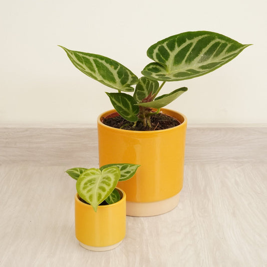 Crystal Anthurium | Silver Blush | Rare Plant | Exotic & Tropical Plants