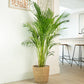British Grown! Areca Palm