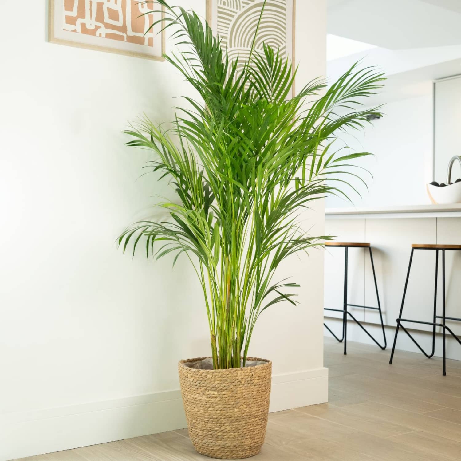 British Grown! Areca Palm
