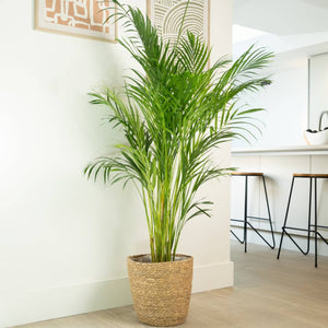 A captivating Areca Palm - also known as the Dypsis Lutescens Chrysalidocarpus. This variety is well admired globally for its stunning tropical silhouette, pet-friendly nature, beginner-friendly qualities and air purifying abilities. By caring for yours, it'll care for you too! Great for gifting, and ideal for adding a gentle exotic touch at home, in the office and beyond - there's plenty to love with the Areca Palm variety! Sold in various sizes whilst stocks last at www.houseplant.co.uk
