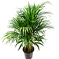 British Grown! Areca Palm