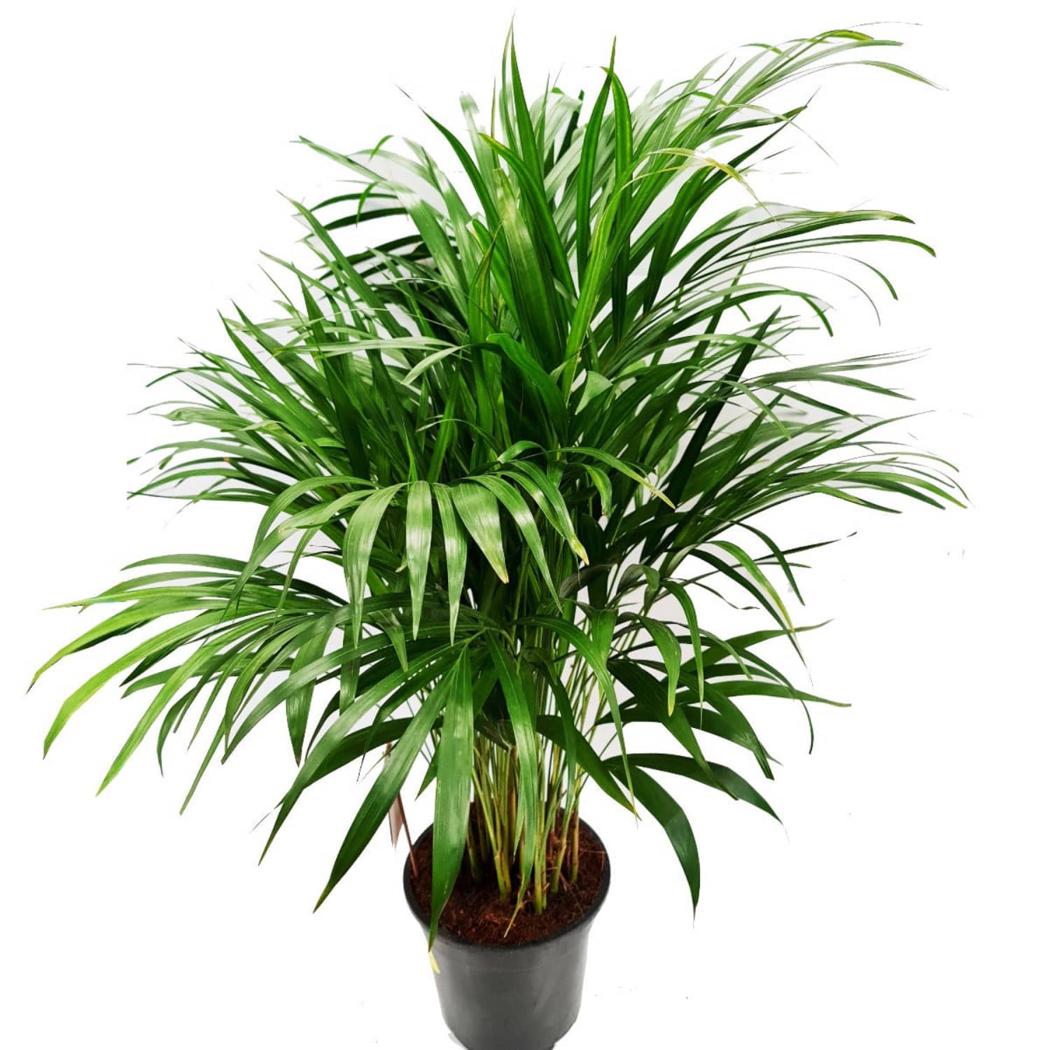 British Grown! Areca Palm