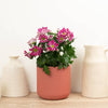 A stunningly decorative 'Artistic Armin' Chrysanthemum houseplant - perfect for decorating at home, in the office & beyond, they make for an ideal gift and are sure to inspire with their vibrant purple, white and yellow-green blooms! Available whilst stocks last from www.houseplant.co.uk